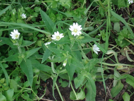   (Cerastium holosteoides) 