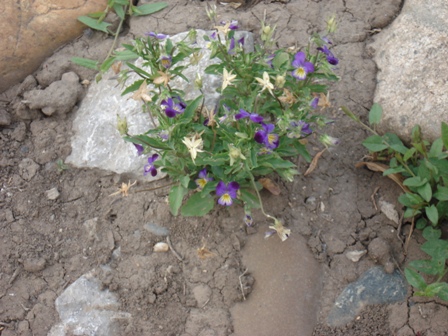   (Viola tricolor),  , , --,  