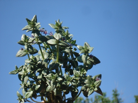     (Anagallis arvensis).