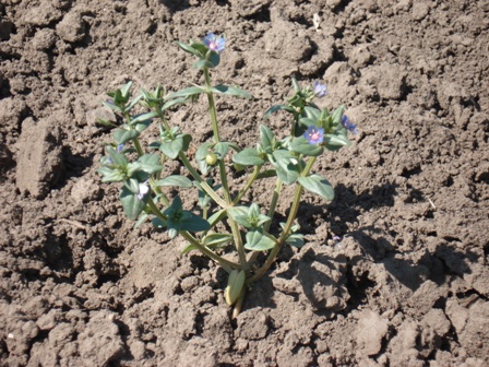     (Anagallis arvensis).