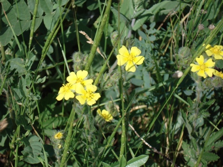    (Potentilla recta).