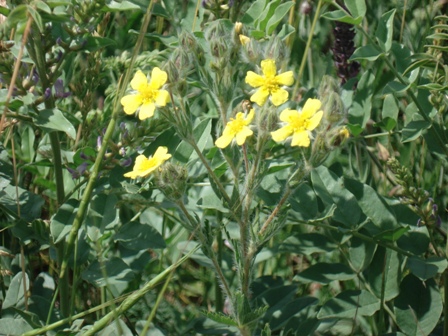    (Potentilla recta).