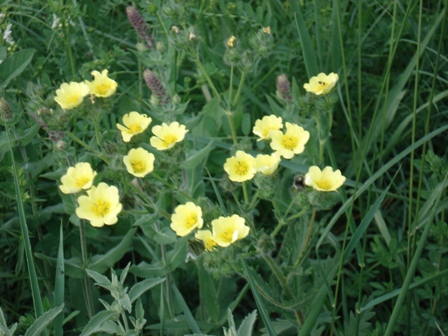    (Potentilla recta).