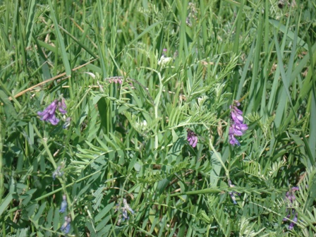   (Vicia cracca).