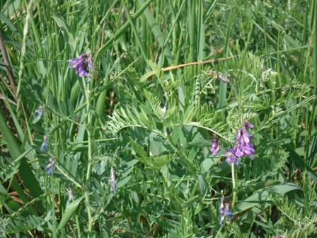   (Vicia cracca).