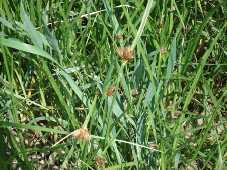   (Bolboschoenus maritimus),   