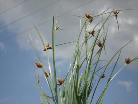   (Bolboschoenus maritimus),   