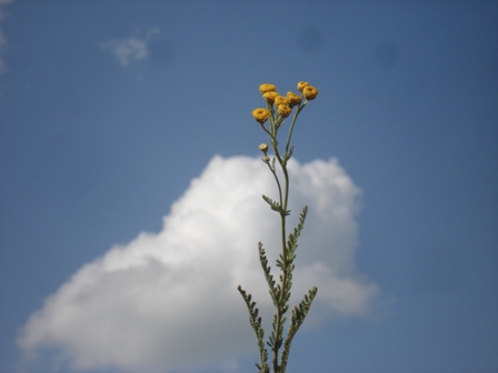   (Tanacetum millefolium) 