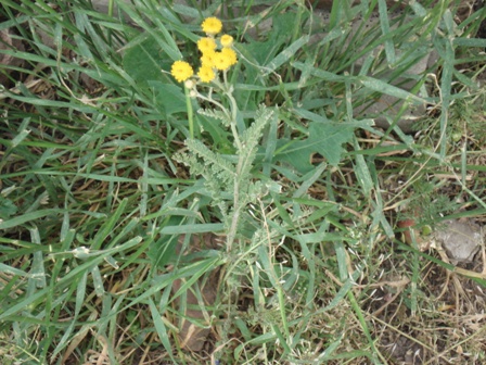   (Tanacetum millefolium) 