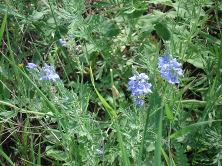   (Veronica Jacguinii),   