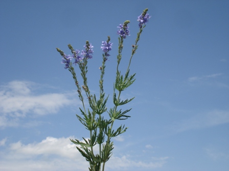   (Veronica Jacguinii),   