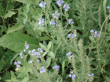   (Veronica Jacguinii),   