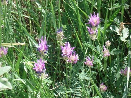    Astragalus danicus) 