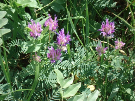    Astragalus danicus) 