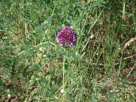   (Allium ursinum) 