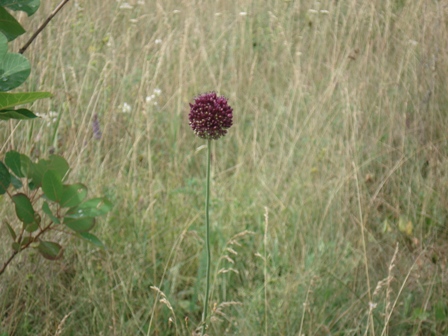   (Allium ursinum) 