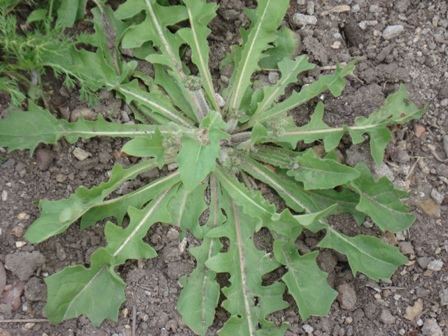   (Lagoseris sancta) 