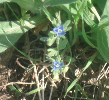   (Veronica hederifolia) 