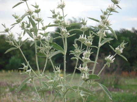   (Marrubium vulgare) 