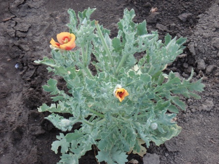  ,   (Glaucium corniculatum) 