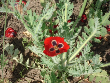  ,   (Glaucium corniculatum) 