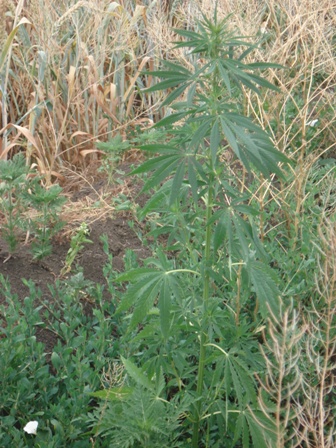   (Cannabis ruderalis),   (Cannabis ruderalis)