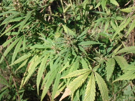   (Cannabis ruderalis),   (Cannabis ruderalis)