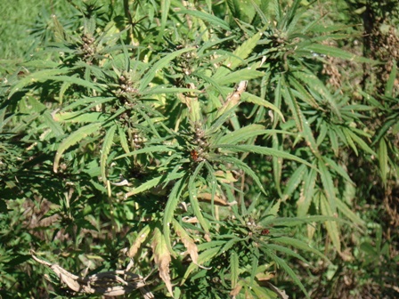   (Cannabis ruderalis),   (Cannabis ruderalis)