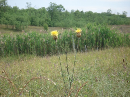   (Centaurea orientalis) 