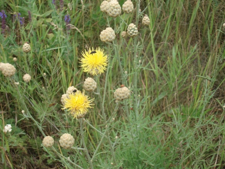   (Centaurea orientalis) 