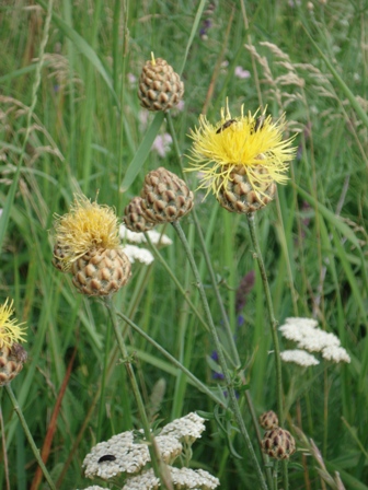   (Centaurea orientalis) 