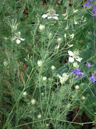   (Nigella arvensis),  