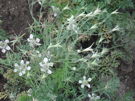   (Nigella arvensis),  