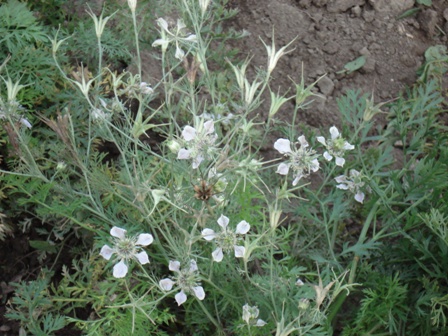   (Nigella arvensis),  