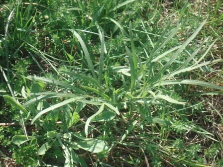   (Falcaria vulgaris),  