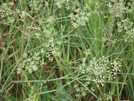   (Falcaria vulgaris),  
