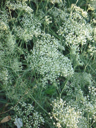   (Falcaria vulgaris),  