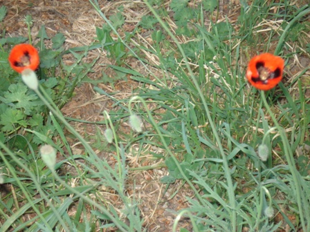   (Papaver dubium) 