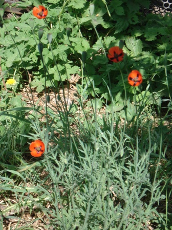   (Papaver dubium) 