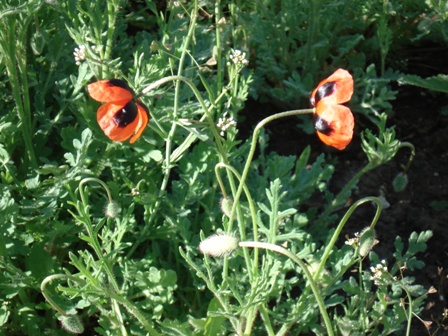   (Papaver dubium) 