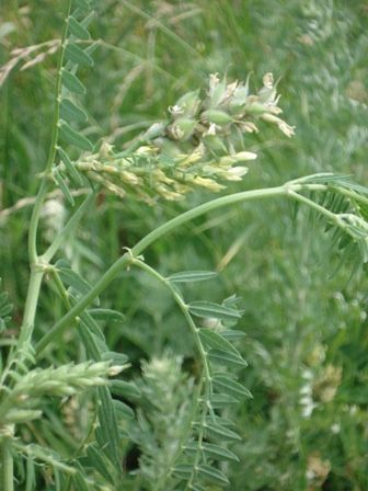   (Astragalus cicer),  ,   