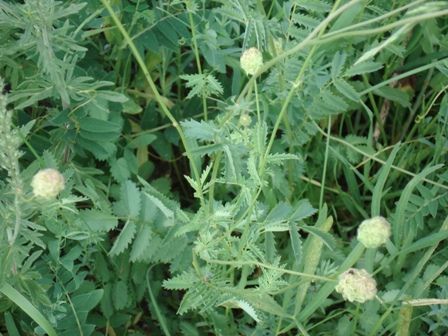   (Sanguisorba  officinalis),   