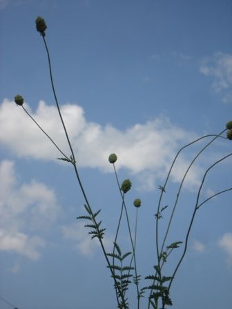   (Sanguisorba  officinalis),   