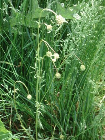   (Sanguisorba  officinalis),   