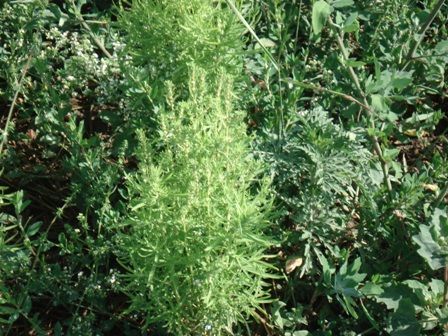   (Kochia scoparia) 