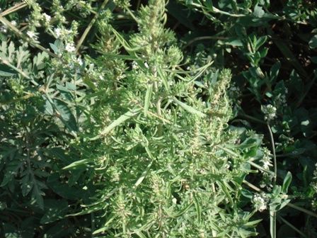   (Kochia scoparia) 