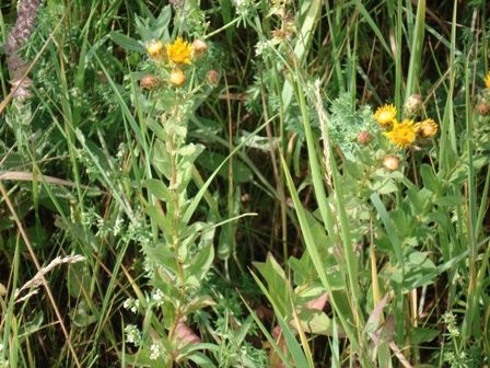   (Inula Britannica) 