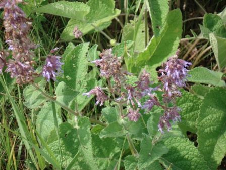   (Salvia verticillata) 