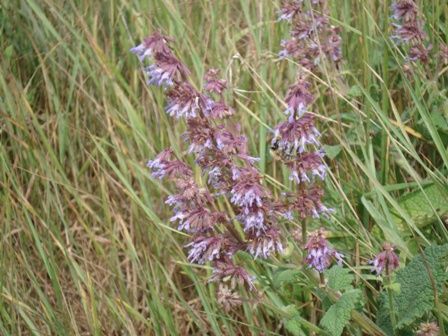   (Salvia verticillata) 