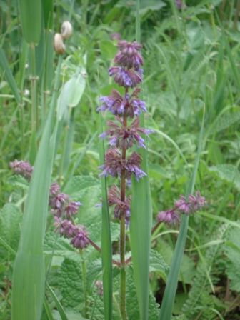   (Salvia verticillata) 